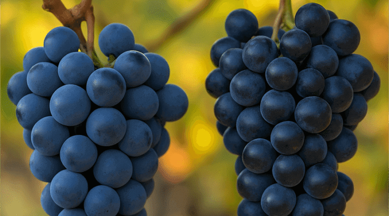 Elazığ’ın Öküzgözü ve Boğazkere Üzümleri: Tarihin Tadını Taşıyan Efsanevi Lezzet