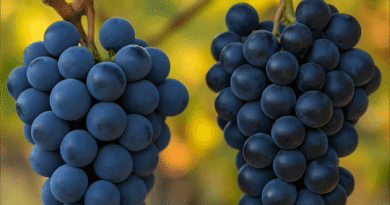 Elazığ’ın Öküzgözü ve Boğazkere Üzümleri: Tarihin Tadını Taşıyan Efsanevi Lezzet